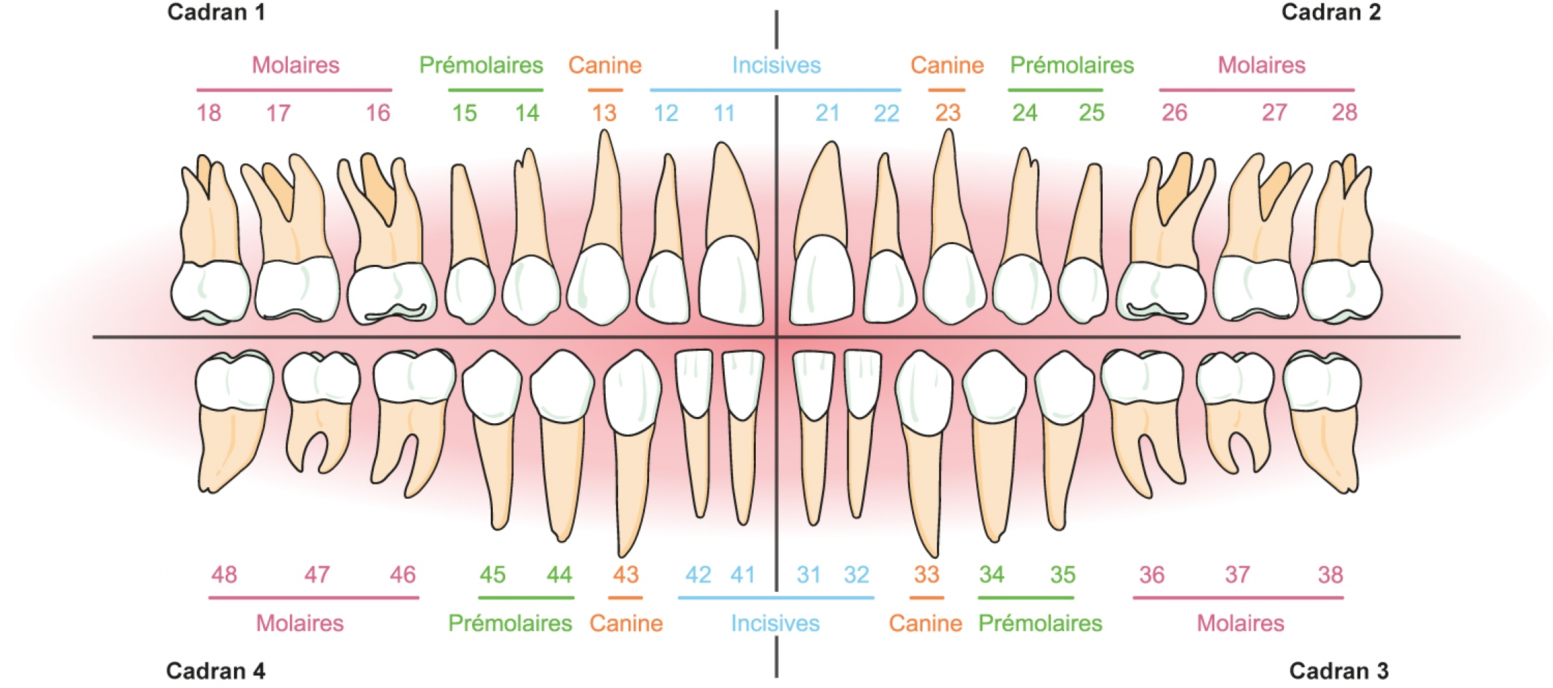 Num ros Dents Bouche Compter Les Dents XVFPIK Num ros Dents Bouche Compter Les Dents XVFPIK